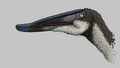 Lingyuanopterus head reconstruction