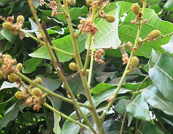 Branch of baby fruits