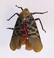 Lycorma imperialis