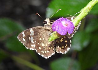 Ventral view