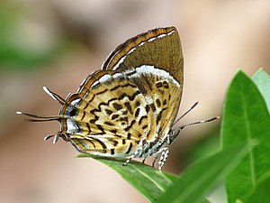 Ventral view