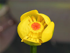 Nuphar pumila