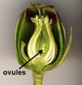 Location of ovules inside a Helleborus foetidus flower