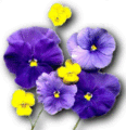 Pansies