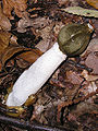 A stinkhorn, Phallus impudicus