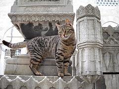 苏莱曼尼耶清真寺墓园的猫咪
