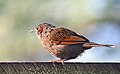 in Kullu - Manali District of Himachal Pradesh and Nainital Uttarakhand, India.