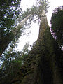 Image 27Eucalyptus regnans forest in Tasmania, Australia (from Old-growth forest)