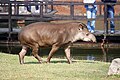 South American tapir