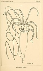 #30 (25/11?/1873) A. E. Verrill's reconstruction of "Architeuthis Harveyi", the Logy Bay giant squid (Verrill, 1880a:pl. 14)