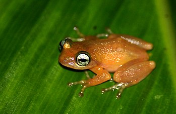 Lateral view