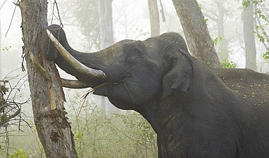 Asian elephant, can be seen in Chittagong