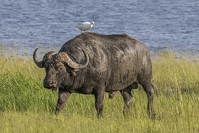 African buffalo Syncerus caffer ♂ Botswana