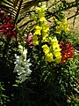 Snapdragon cultivar in India