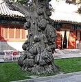 Multiple burls on a several hundred years old cypress tree at the Beijing Temple of Confucius, China.