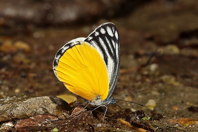 图为位于印度锡金邦宗古谷（Dzongu Valley）的亚种奥古斑粉蝶（Delias agostina agostina）。