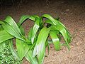 Colchicum cilicicum 'Purpureum' leaves