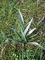 Colchicum hungaricum leaves