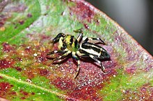 Cosmophasis umbratica lying on top of green vegetation