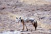 Canis latrans