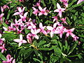 Daphne ×whiteorum 'Beauworth' close-up