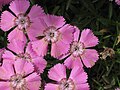 Dianthus alpinus