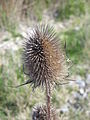 Dipsacus sylvestris old inflorescence