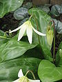 Erythronium 'White Beauty' opening