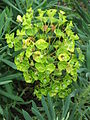 Euphorbia characias subsp. wulfenii