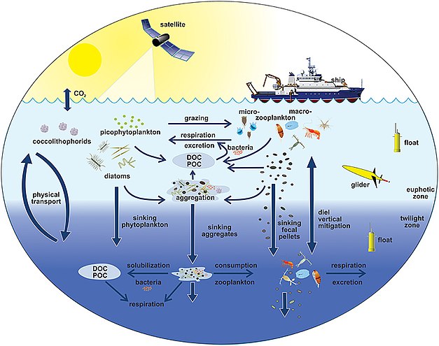 Pelagic food web and the biological pump. Links among the ocean's biological pump and pelagic food web and the ability to sample these components remotely from ships, satellites, and autonomous vehicles. Light blue waters are the euphotic zone, while the darker blue waters represent the twilight zone.[80]