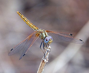 Trithemis kirbyi female