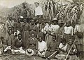 Image 9Kanaka workers in a sugar cane plantation, late 19th century (from Queensland)