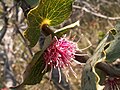 Hakea cucullata