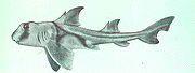 A Port Jackson shark, Heterodontus portusjacksoni