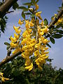 Laburnum anagyroides flowers