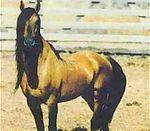 Mesteño, a Kiger Mustang stallion
