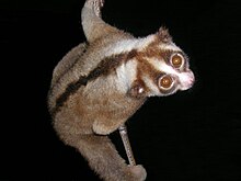 A Javan slow loris clings perpendicularly to a vertical strand of bamboo.