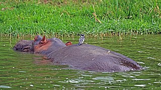 C. r. rudis on hippo Kazinga Channel, Uganda
