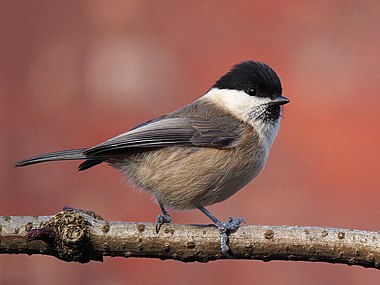 Willow tit