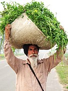 A Sikh farmer from the Punjab