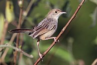 C. c. smithersi, Matetsi Safari Area, Zimbabwe