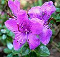 Rhododendron saluenense