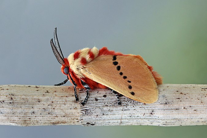图为玫瑰色红粉蛾（Trosia nigropunctigera），摄于巴拿马托图马斯山云雾森林。