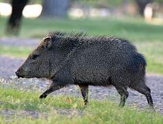 Running collared peccary