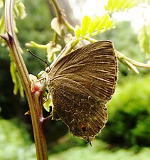 Ventral view