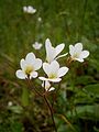 Saxifraga granulata flowers