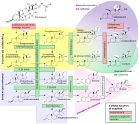 Steroidogenesis