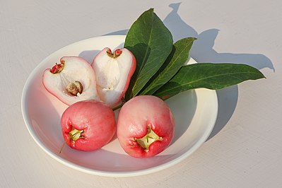 Syzygium samarangense