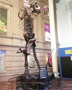 Tyrannosaurus rex skeleton located at the museum entrance