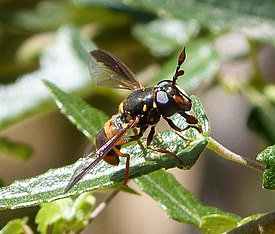 Wasp-mimic Ceriana ornata_